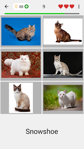 Cats Quiz - Guess Photos of All Popular Cat Breeds - Gameplay image of android game