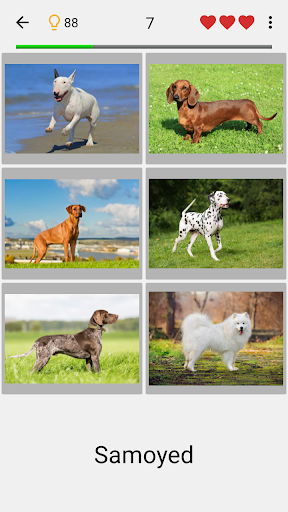 Dogs Quiz - Guess All Breeds! - Gameplay image of android game