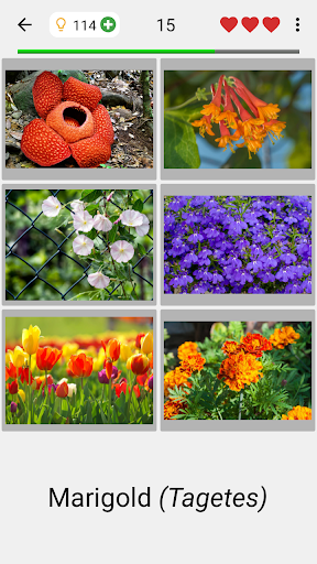 Flowers - Botanical Quiz about Beautiful Plants - Gameplay image of android game