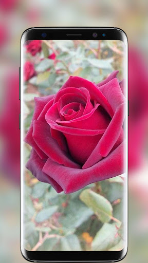 Download Free Android Wallpaper Red Rose  4132  MobileSMSPKnet