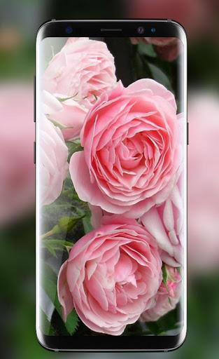 Pink Rose Live Wallpaper HD Phone Background - عکس برنامه موبایلی اندروید