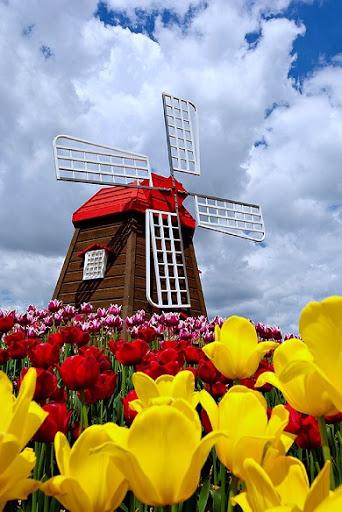 Spring Wallpapers - عکس برنامه موبایلی اندروید