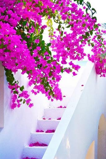 Spring Wallpapers - عکس برنامه موبایلی اندروید