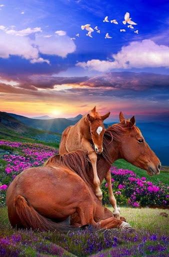 Spring Wallpapers - عکس برنامه موبایلی اندروید