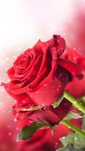 Rose Wallpapers - Image screenshot of android app