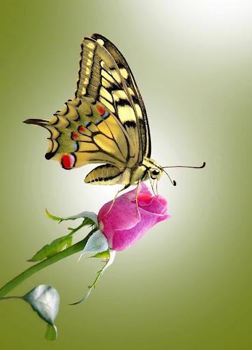 Butterfly Wallpapers - Image screenshot of android app