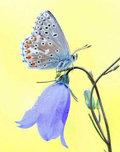 Butterfly Wallpapers - عکس برنامه موبایلی اندروید