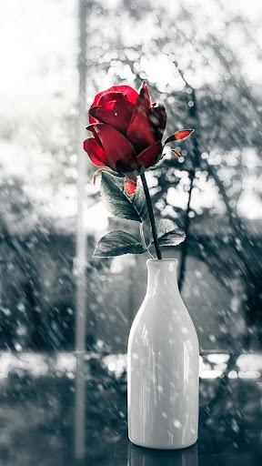 Red Rose Wallpapers - Image screenshot of android app