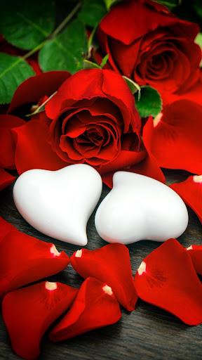 Red Rose Wallpapers - عکس برنامه موبایلی اندروید