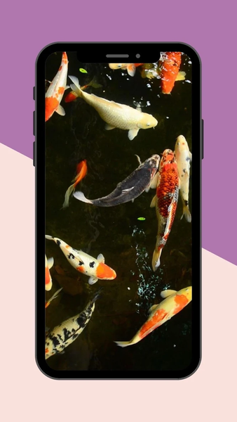 Koi Fish Live Wallpaper - عکس برنامه موبایلی اندروید