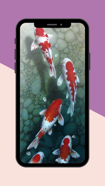 Koi Fish Live Wallpaper - عکس برنامه موبایلی اندروید