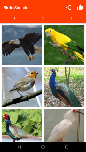 Birds Sounds for Bird - Image screenshot of android app