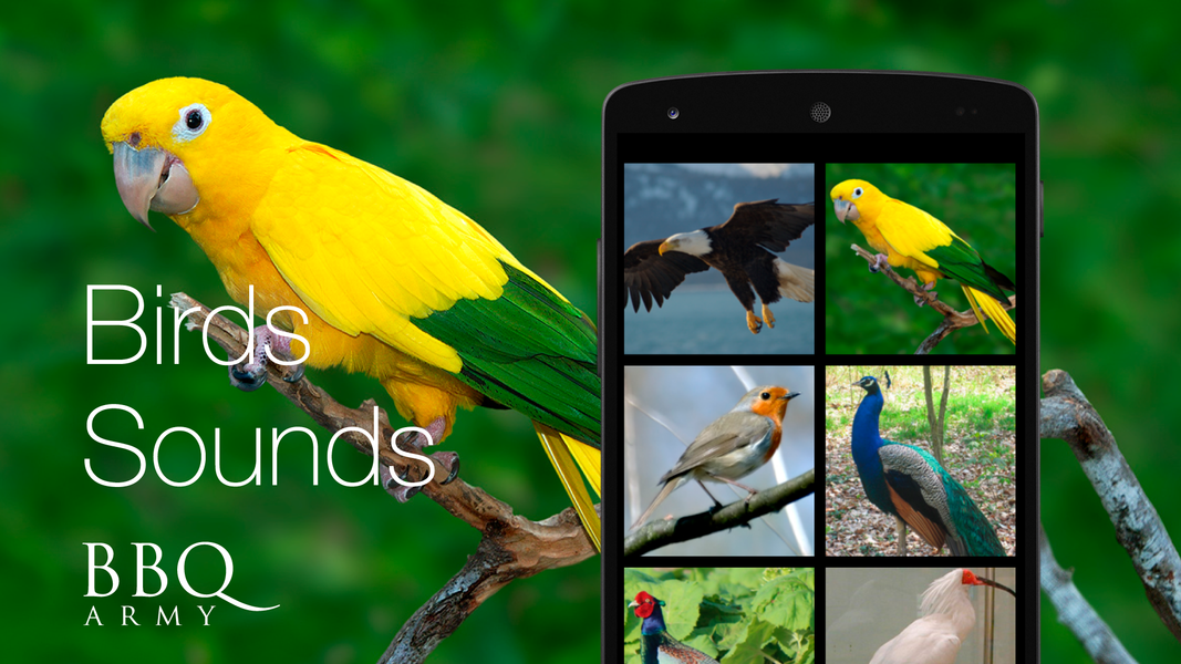 Birds Sounds for Bird - Image screenshot of android app