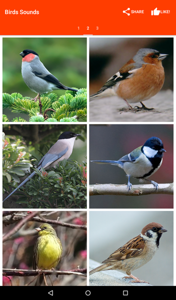 Birds Sounds for Bird - Image screenshot of android app
