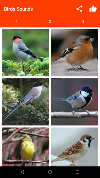 Birds Sounds for Bird - Image screenshot of android app