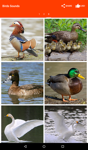 Birds Sounds for Bird - Image screenshot of android app