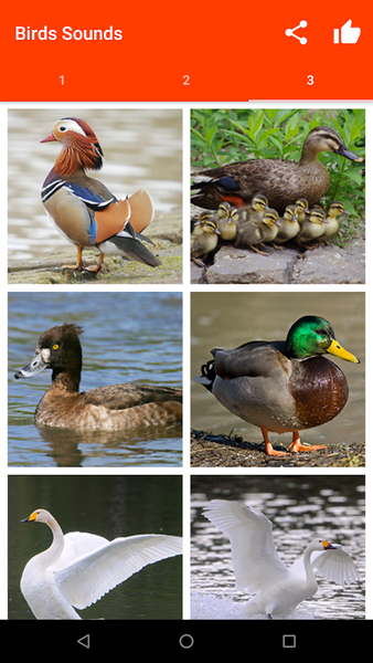 Birds Sounds for Bird - Image screenshot of android app