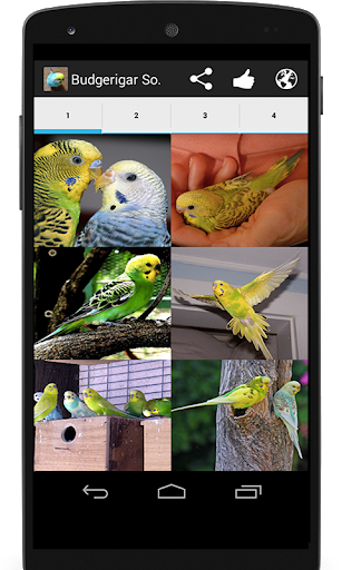 Budgerigar Sounds for Parakeet - عکس برنامه موبایلی اندروید