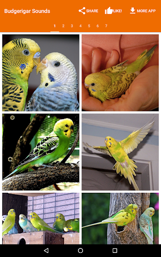 Budgerigar Camera for Parakeet - عکس برنامه موبایلی اندروید