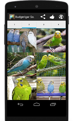 Budgerigar Sounds for Parakeet - عکس برنامه موبایلی اندروید