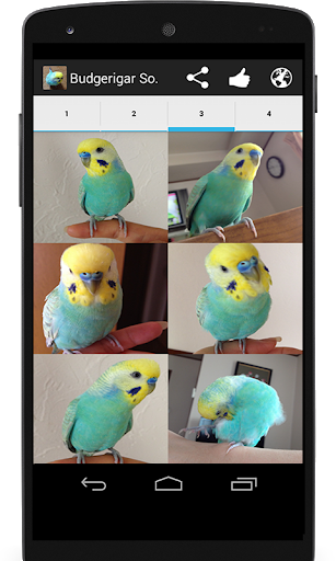 Budgerigar Camera for Parakeet - عکس برنامه موبایلی اندروید