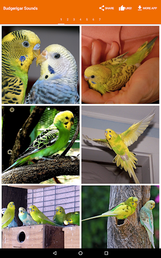 Budgerigar Camera for Parakeet - عکس برنامه موبایلی اندروید