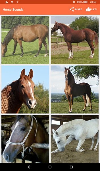 Horse Sounds - عکس برنامه موبایلی اندروید