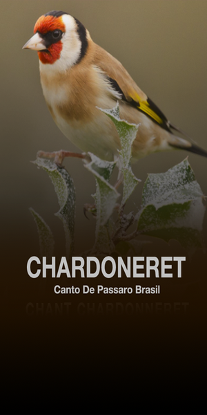 Chant Chardonneret - Image screenshot of android app