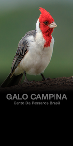 Canto do Papa capim for Android - Download