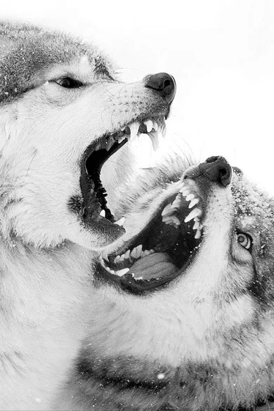 Wolf Wallpapers - Image screenshot of android app