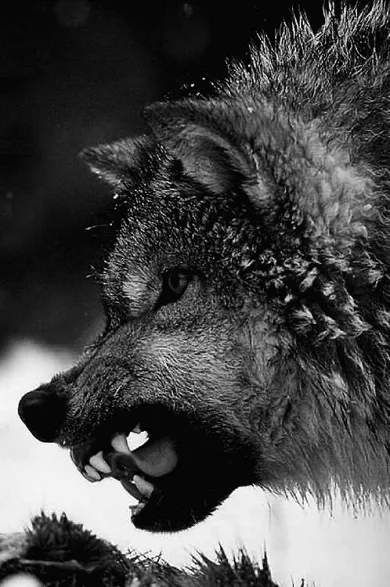 Wolf Wallpapers - Image screenshot of android app