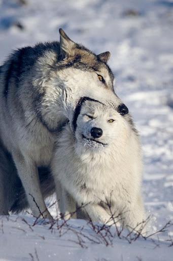 Wolf Wallpapers - Image screenshot of android app