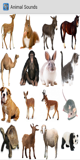 Animal Sounds - Image screenshot of android app