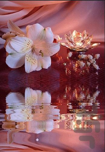 پس زمینه زنده گلهای بسیار زیبا۲ - عکس برنامه موبایلی اندروید