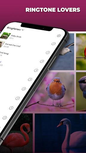 Bird Calls, Sounds & Ringtones - عکس برنامه موبایلی اندروید