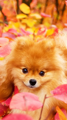 Animal Pomeranian 8k Ultra HD Wallpaper by Oksana Syrostan