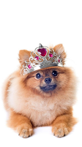 cute pomeranian wallpaper