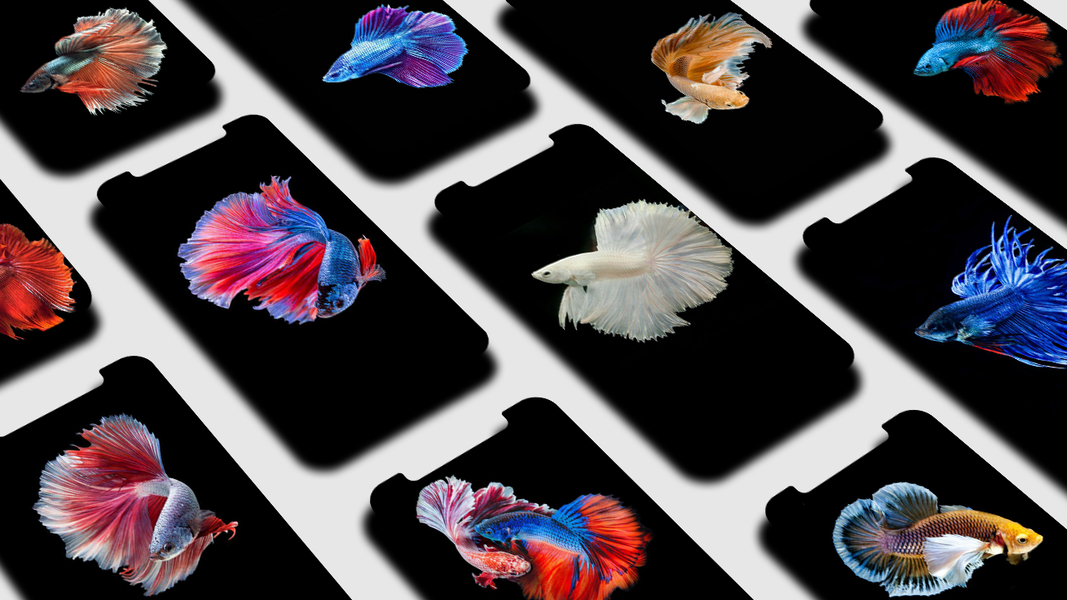 Betta Fish Wallpaper - Image screenshot of android app