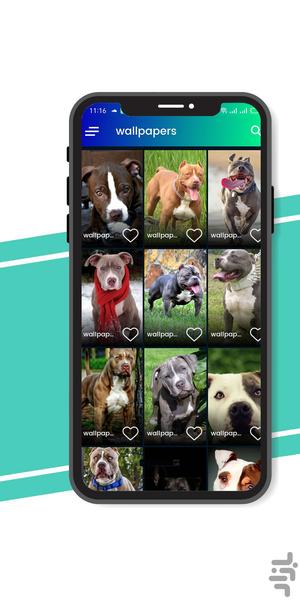 تصویر زمینه سگ pitbull گودال - عکس برنامه موبایلی اندروید