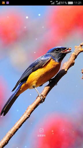 Birds Sounds Ringtones - عکس برنامه موبایلی اندروید