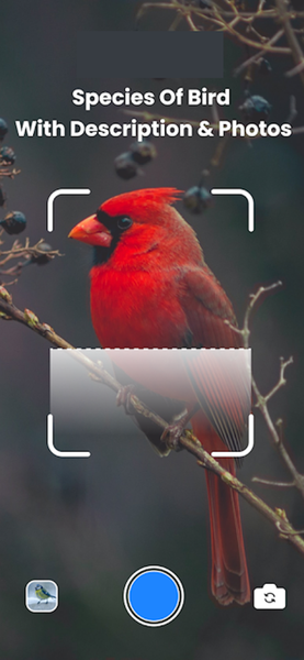 Bird Sound Bird Identifier - Image screenshot of android app