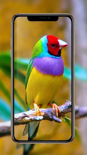 Birds Wallpaper - عکس برنامه موبایلی اندروید