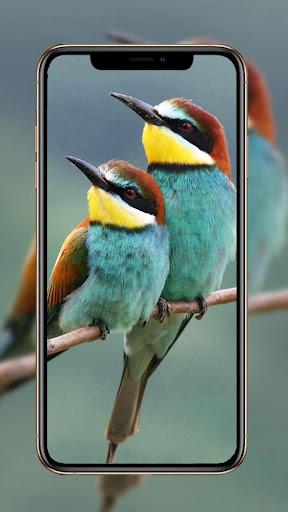 Birds Wallpaper - عکس برنامه موبایلی اندروید