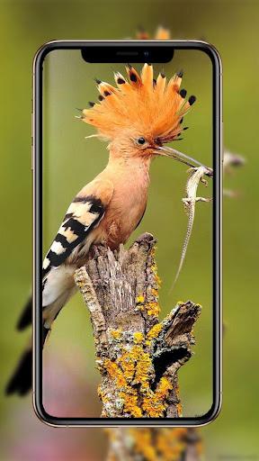 Birds Wallpaper - عکس برنامه موبایلی اندروید