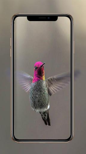 Birds Wallpaper - عکس برنامه موبایلی اندروید