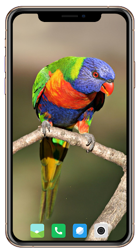 Bird Wallpaper - Image screenshot of android app