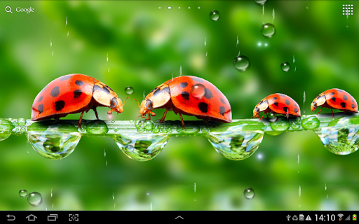 Rain Live Wallpaper - Image screenshot of android app