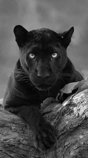 Black Panther Wallpaper HD - عکس برنامه موبایلی اندروید