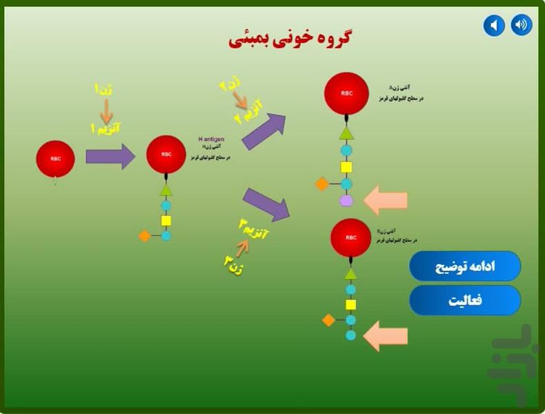 فعالیت تعاملی تعیین گروه خونی - عکس برنامه موبایلی اندروید