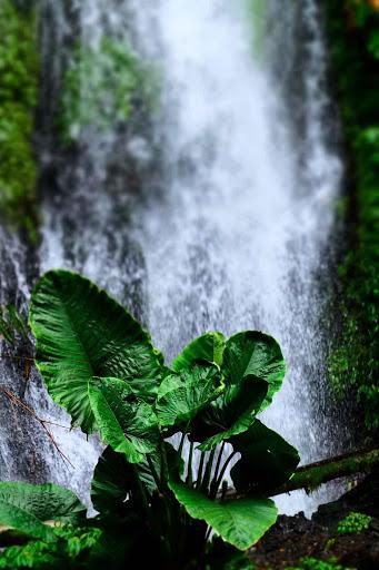 Waterfall Wallpapers - Image screenshot of android app